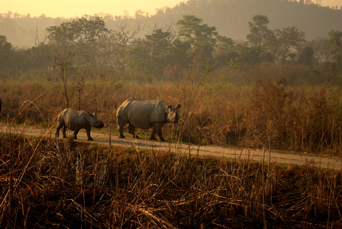 The Royal Visit To Kaziranga Could Mean A New Lease Of Life To The Rhinoceros